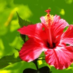 hibiscus-fleur-antioxydant-naturel-biologique
